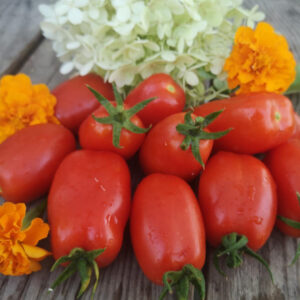 Томат Сан Марцано Лампадина (San Marzano Lampadina