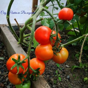 Томат Санька