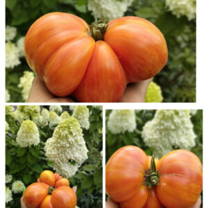 Томат Санрайз джаз