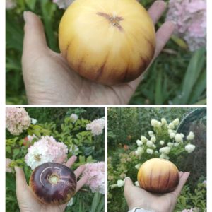 Томат  Сарт Ролуаз (Sart Roloise)