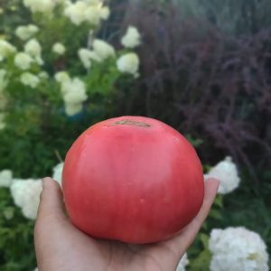 Томат Великан семейный розовый.(Алифирова В.Г.)