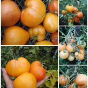Томат Сердце Ашхабада
