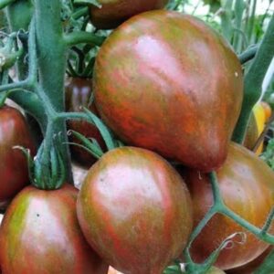 Томат Сердце Марши (Marsha’s Starfighter Heart)