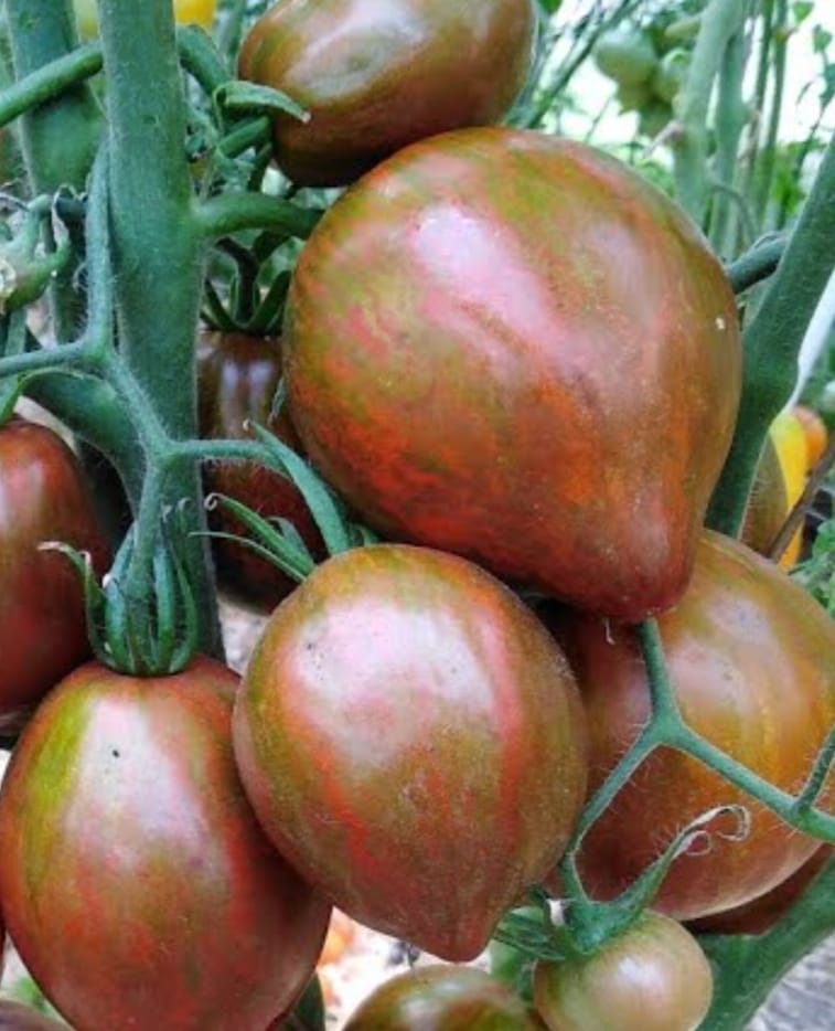 Томат Сердце Марши (Marsha’s Starfighter Heart)