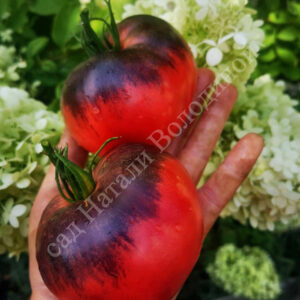 Томат Сержант Пеппера