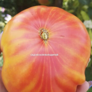 Томат Северное сияние