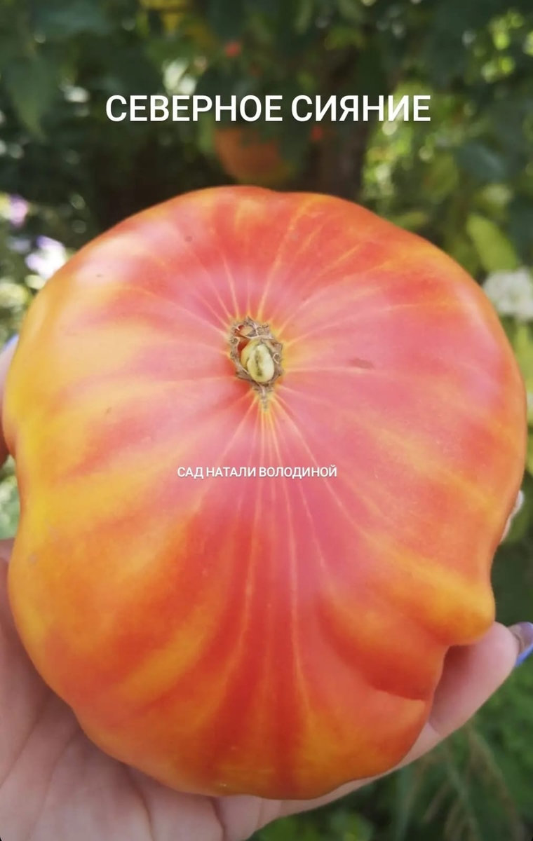 Томат Северное сияние