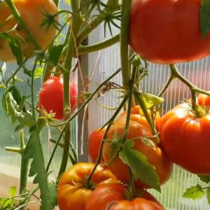 Томат Шаолиньский великан