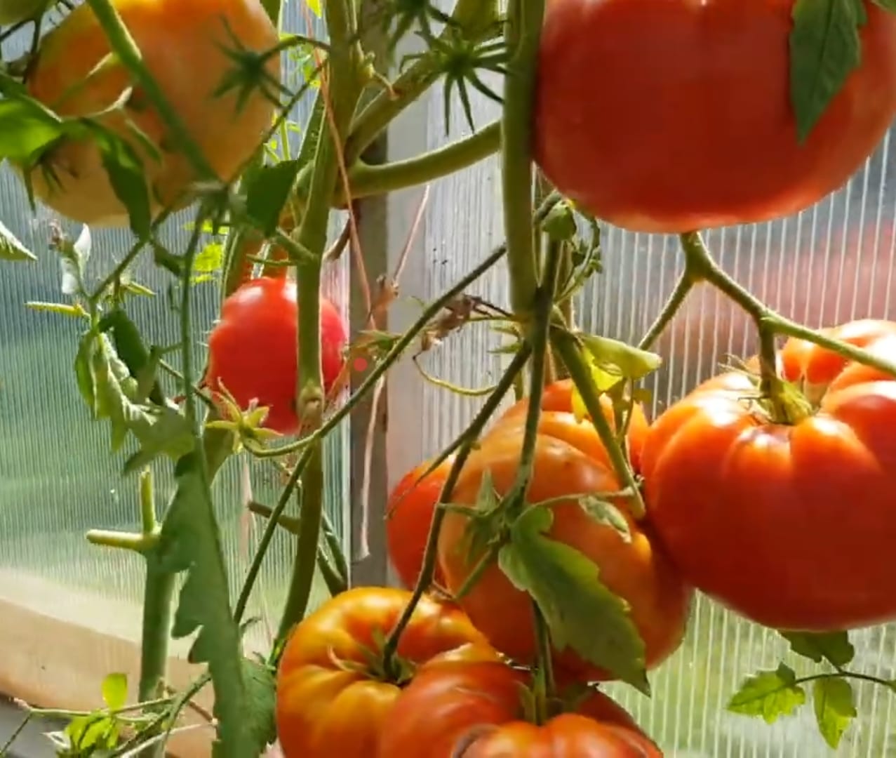 Томат Шаолиньский великан