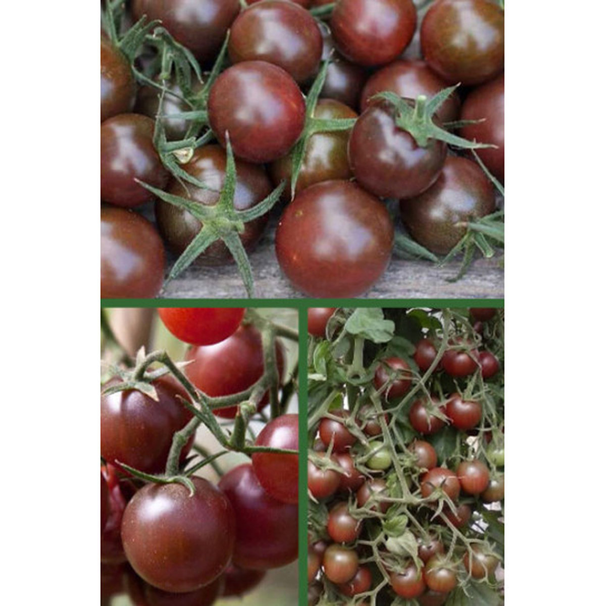 Томат Сладкая Гроздь Шоколадная