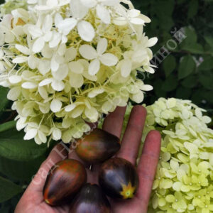 Томат Синие ключи