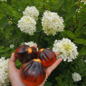 Томат Синяя груша BLUE PEAR