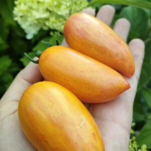 Томат Сладкий крем (Sweet Cream)