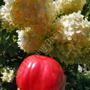 Томат Сланкардс