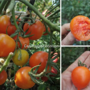 Томат Смайлик