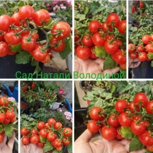 Томат Снегирек красный