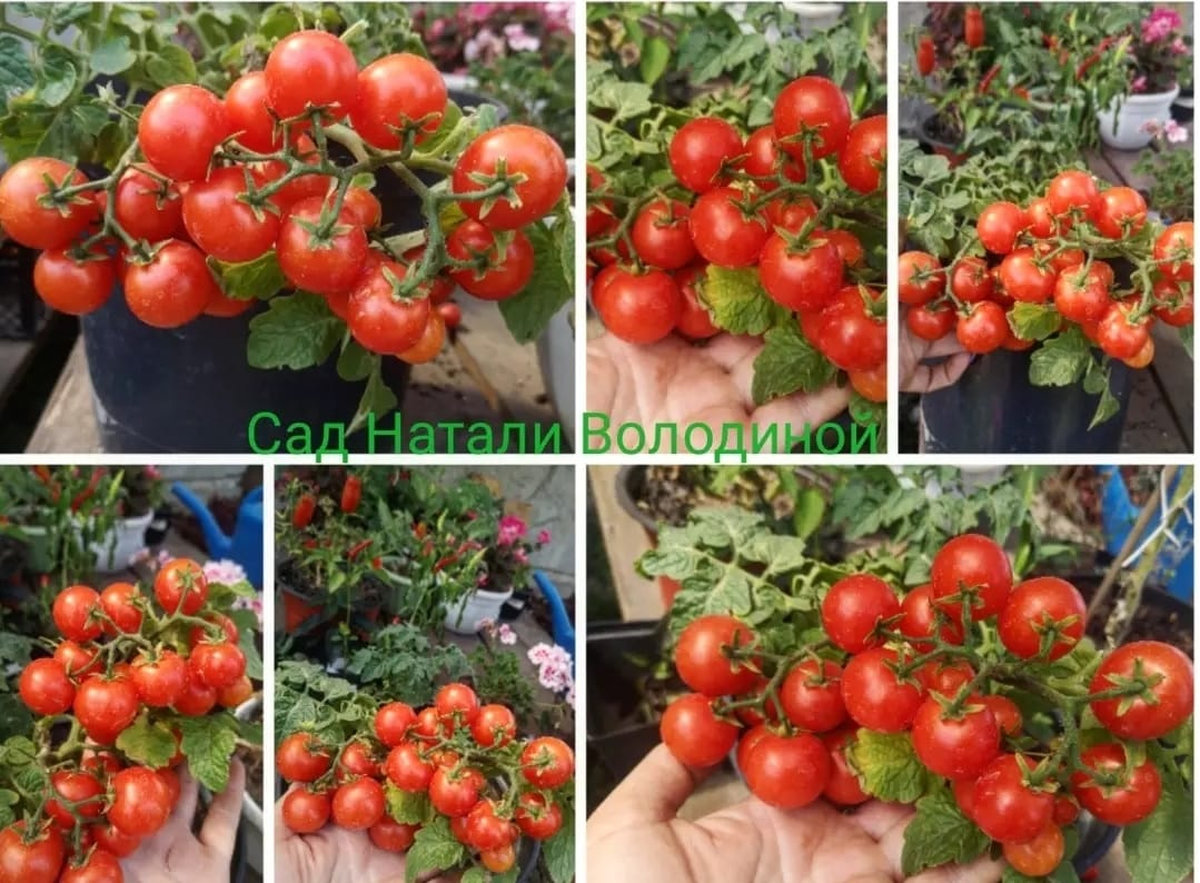 Томат Снегирек красный