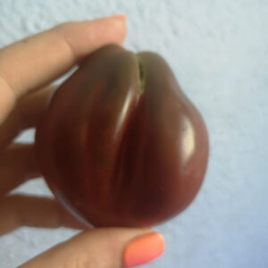 Томат Сникерс