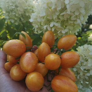 Томат Стыдливый румянец (Blush