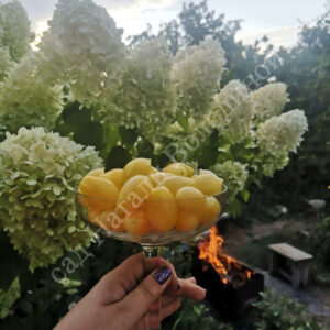 Томат Сумасшедшая Вишня Барри