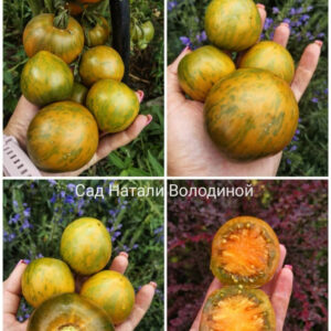 Томат Свет Вавилона