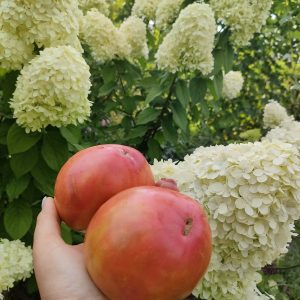 Томат  Тайга