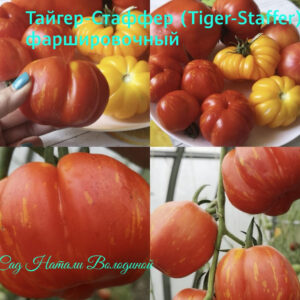 Томат Тайгер-Стаффер (Tiger-Staffer) – (Фаршировочный)