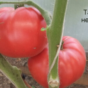 Томат Тайвань немецкий (Tiawen German)