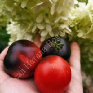 Томат Темная галактика