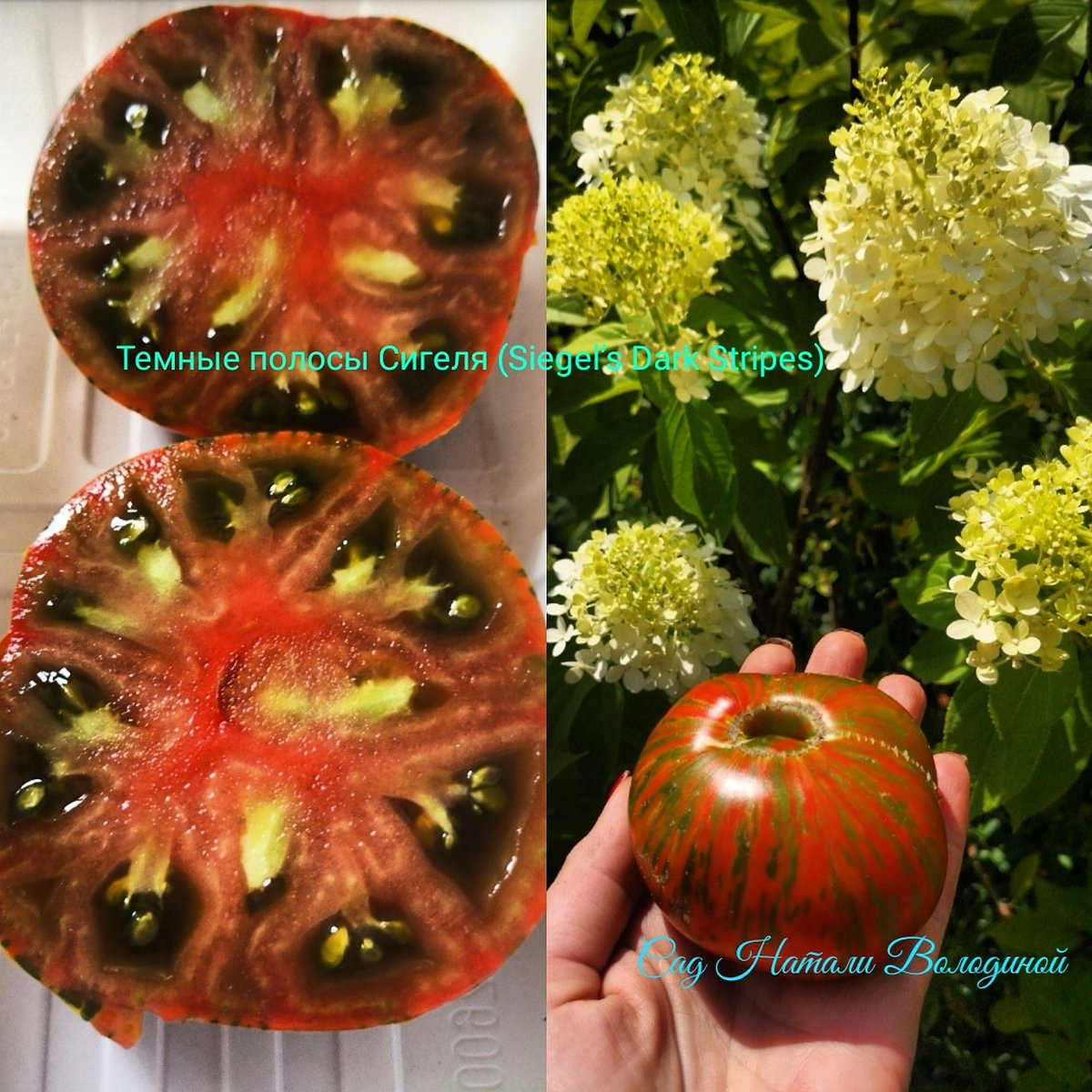 Томат Темные полосы Сигеля (Siegel’s Dark Stripes)