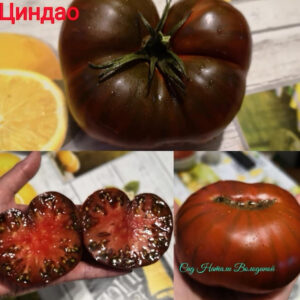 Томат Циндао