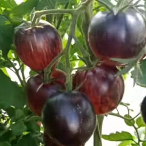 Томат Убеждение (Persuasion)