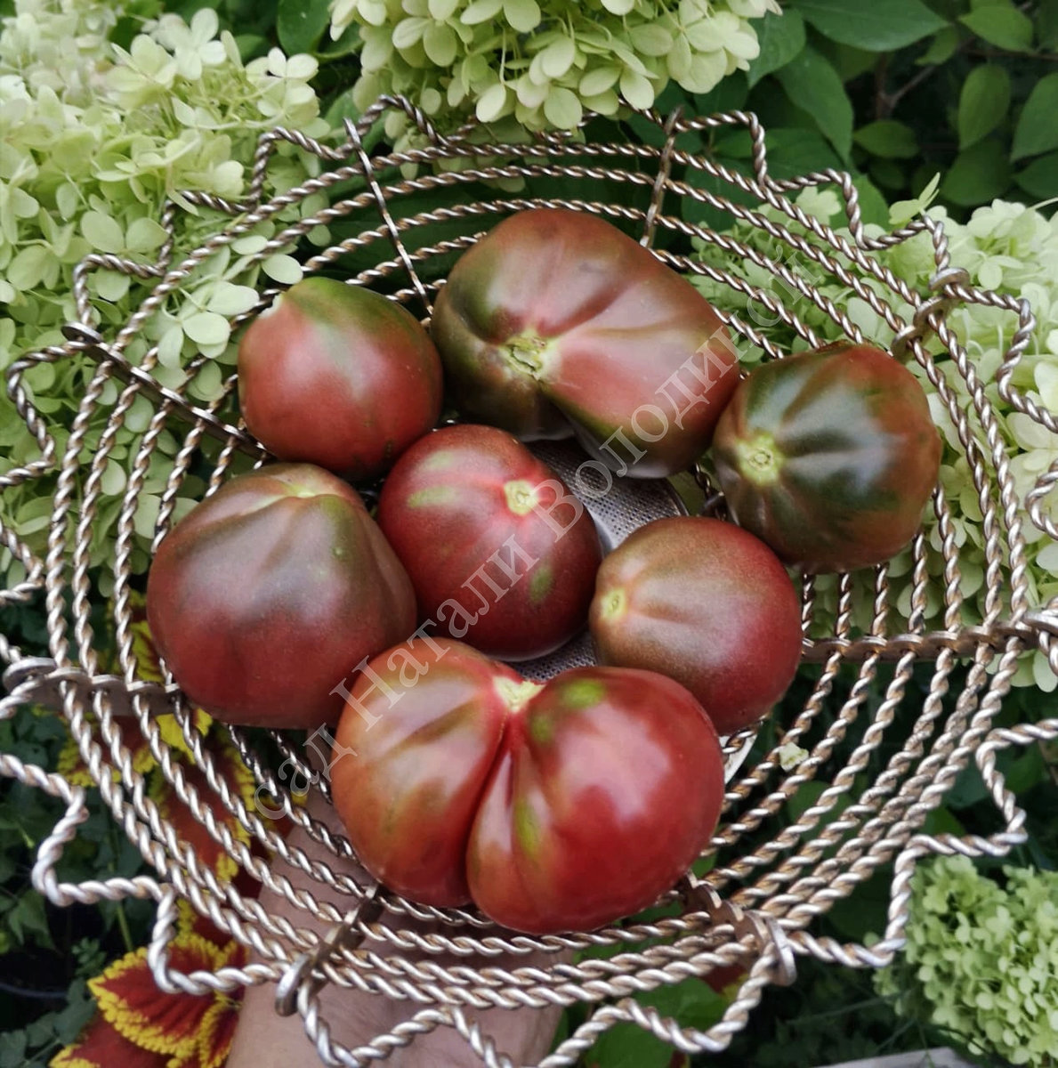 Томат Винный кувшин (Wine Jug)