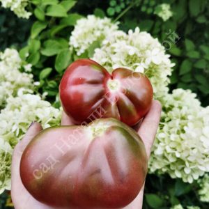 Томат Винный кувшин