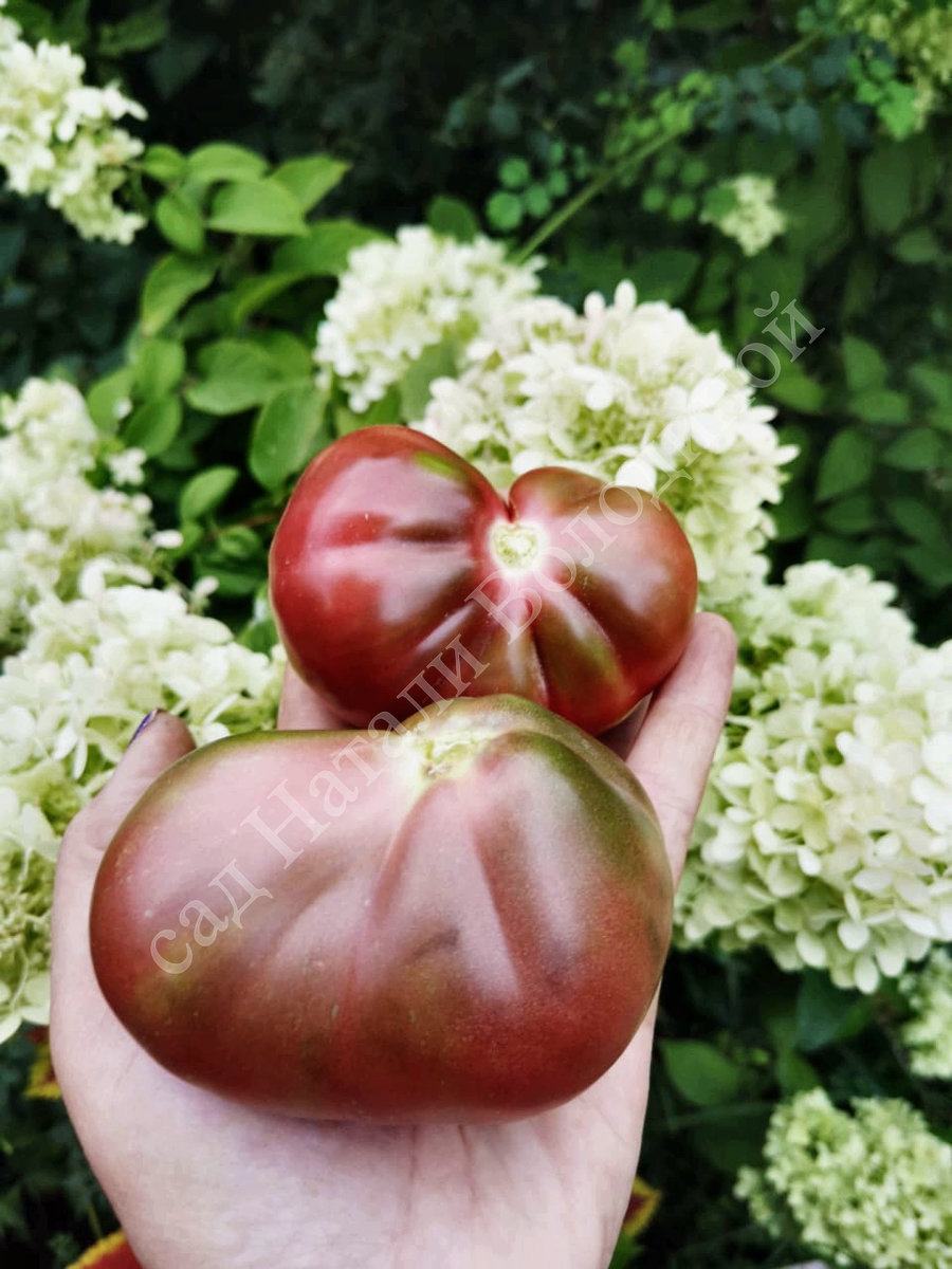 Томат Винный кувшин