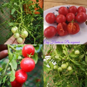Томат Ампельный Вишневый водопад