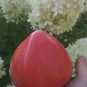 Томат Японка