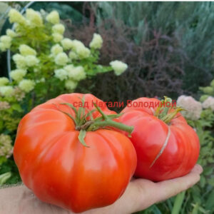 Томат Замок Шартр