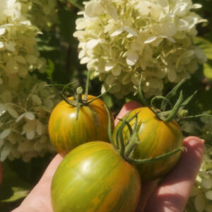 Томат Зелёная зебра (Green Zebra)