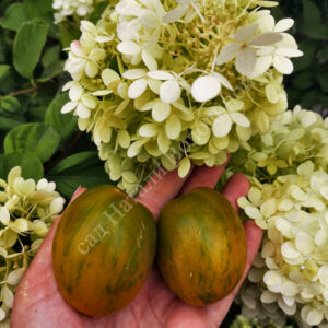 Томат Зеленые Яйца Динозавра