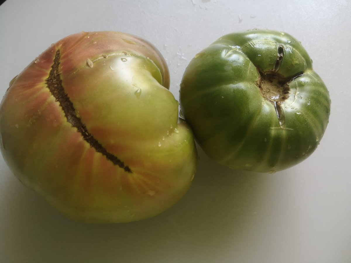 Томат Aunt Ruby’s German Green (Зелёный тёти Руби)