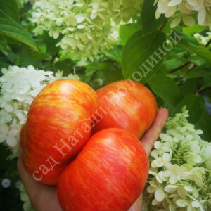 Томат Гном Жар птица сладкая