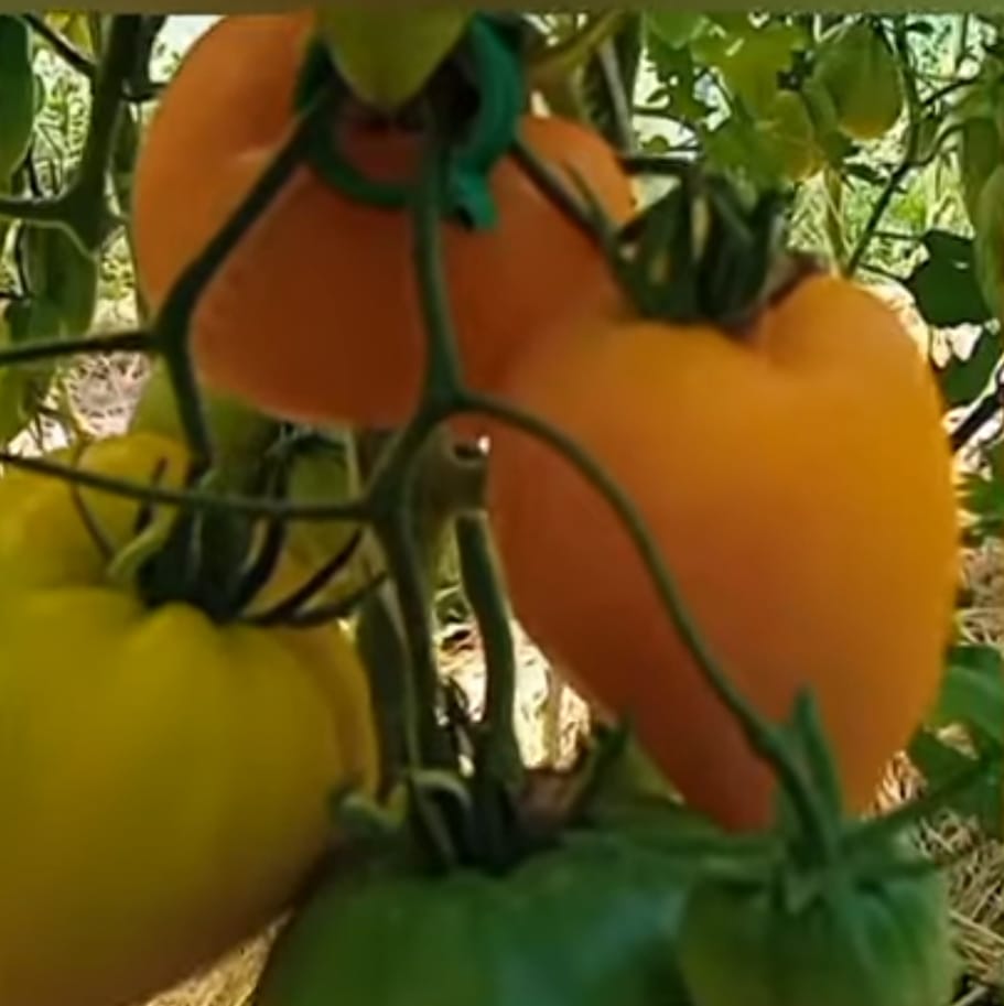 Томат Желтые гребешки (Украина)