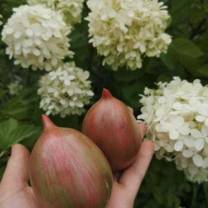 Томат Pearls of Wisdom  Жемчужина мудрости