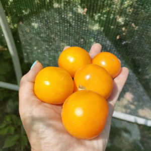 Томат Золотой Алатау