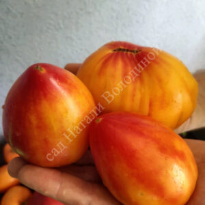 Томат Золотые горы Медео