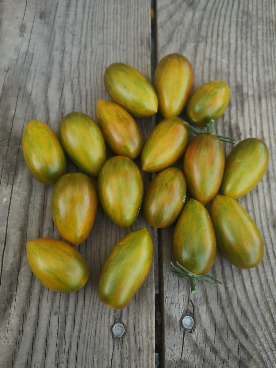 Томат Зуб кабана (Boar’s Tooth)