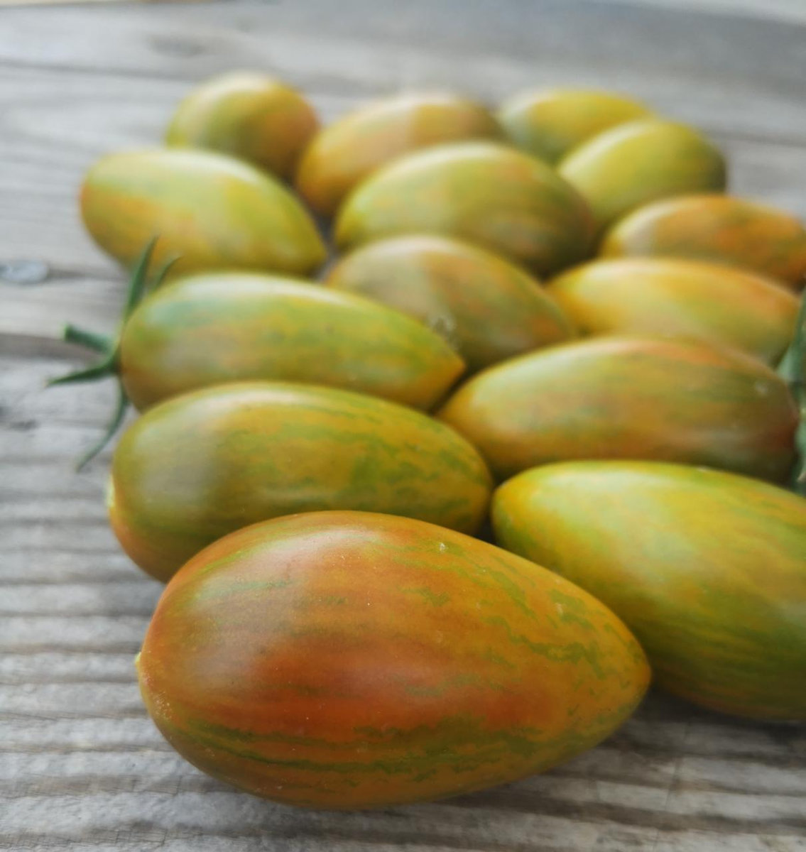 Томат Зуб кабана (Boar’s Tooth)