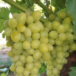 Виноград Аркадия