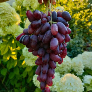 Виноград Аркас
